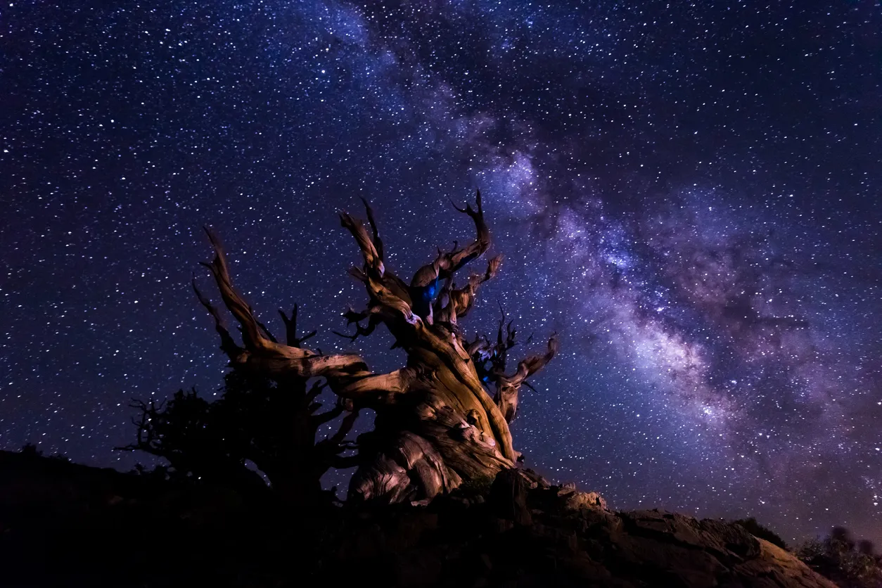 oldest_trees_world_matusalen