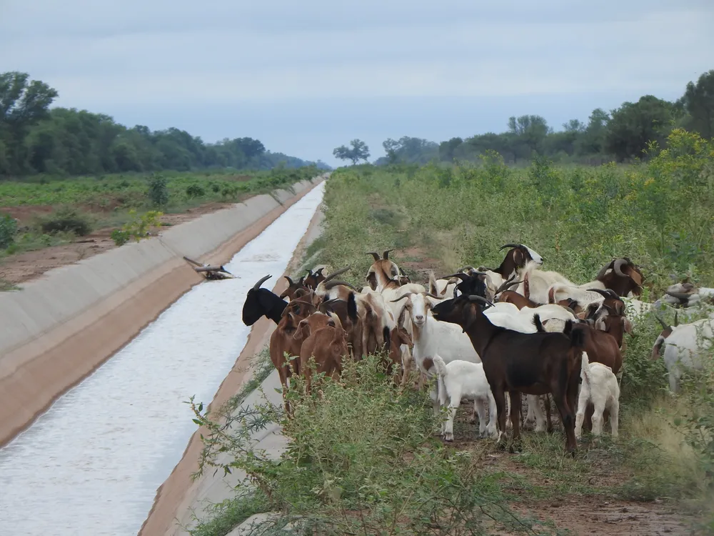 © Bernardo_Lartigau